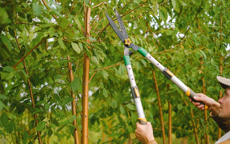 Tree trimming in Cloverdale, OR